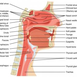 Respiratory anatomy paranasal sinuses pharynx cavity nasal trachea larynx esophagus concha anatomia lungs