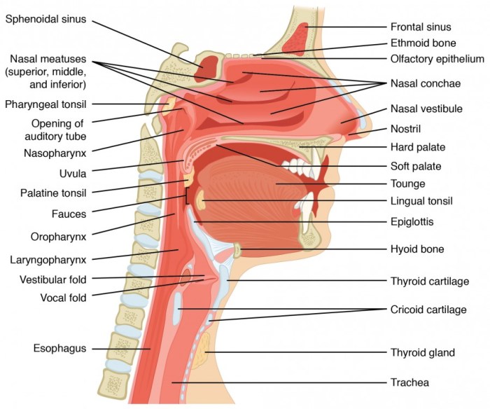 Respiratory anatomy paranasal sinuses pharynx cavity nasal trachea larynx esophagus concha anatomia lungs