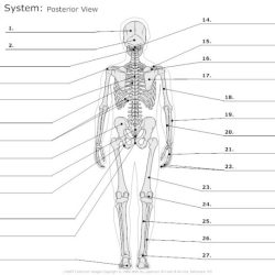 Fill in the blanks in the skeletal diagram.