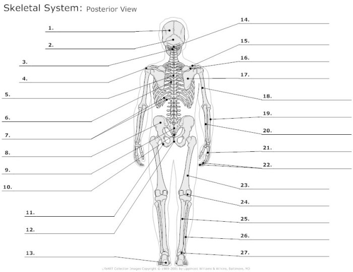 Fill in the blanks in the skeletal diagram.