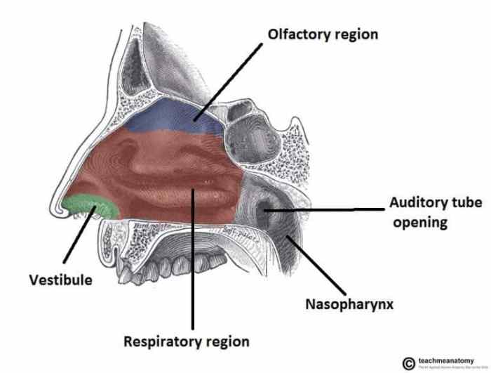 Label the structures of the nasal cavity