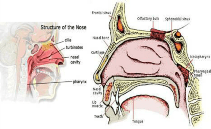 Nasal cavity