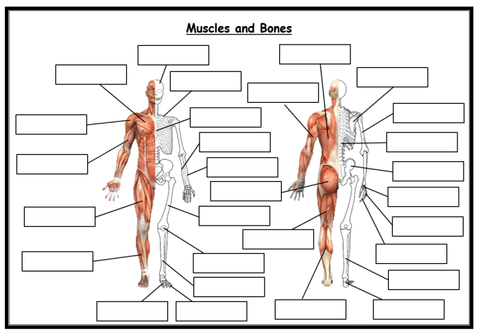 Anatomy system unlabeled worksheets skeletal anterior