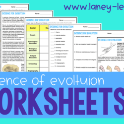 Evidence for evolution worksheet answers