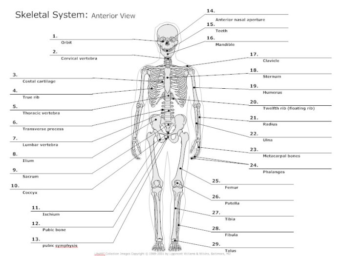 Fill in the blanks in the skeletal diagram.