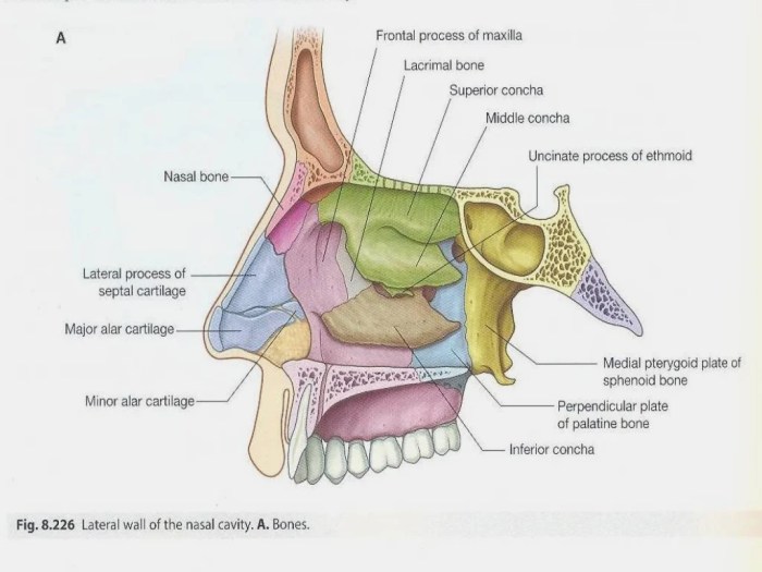 Label the structures of the nasal cavity