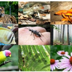 Which of the following statements is true about biodiversity