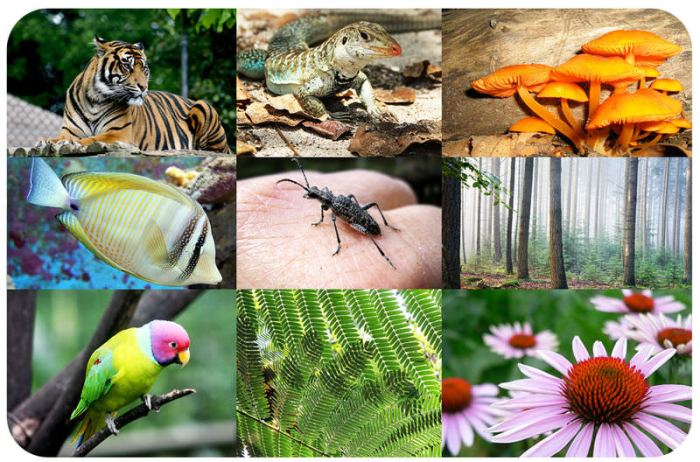 Which of the following statements is true about biodiversity