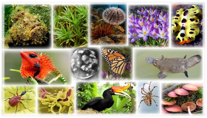 Which of the following statements is true about biodiversity