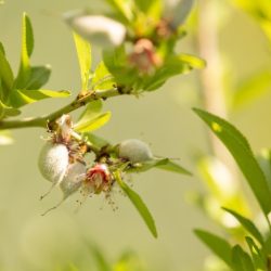 What are the benefits of preserving farmland